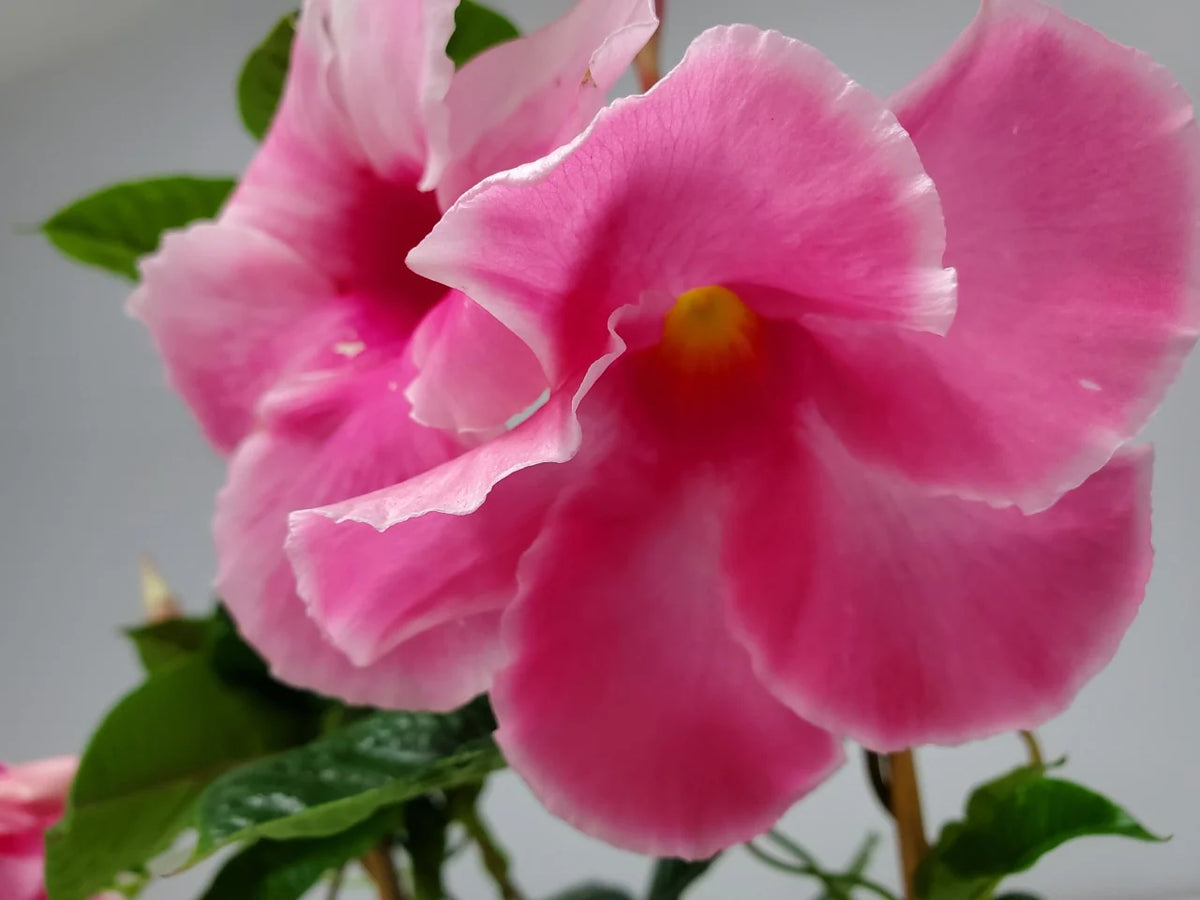 Pink Mandevilla Vine on Starter Trellis A5816