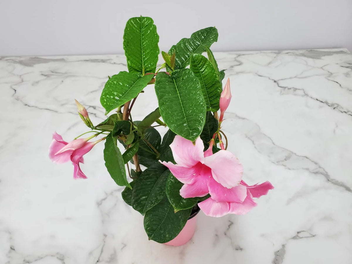 Pink Mandevilla Vine on Starter Trellis A5816