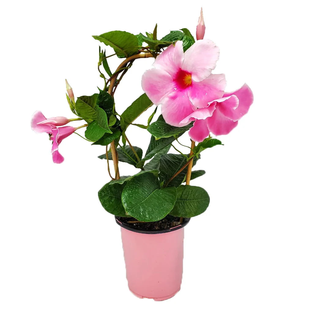 Pink Mandevilla Vine on Starter Trellis A5816