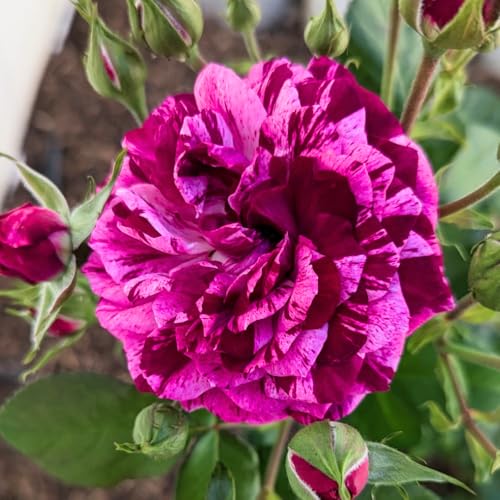 Climbing Roses Live Plants 6-8 Months Old A648316